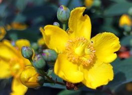 yellow St. John's wort blossoms