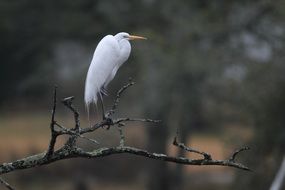 egret on a tree branch