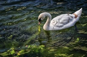 graceful white swan in pond