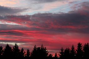 pink sunset over dense forest