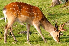 wild roe deer on green grass