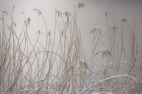 landscape of reed plants are covered with ice