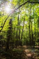 The sun among the green forest trees