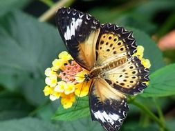 exotic butterfly in wildlife