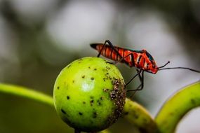 red insect on a green plant