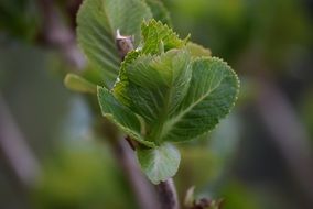 young shoots on a branch close up