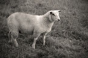 black and white photo of a sheep on a field