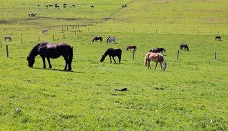 pasture for horses