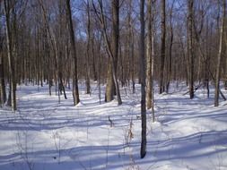 snowy winter forest on a sunny day