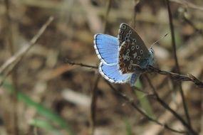 matchless blue butterfly