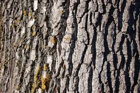 closeup photo of Tree with the bark