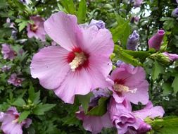 purple wild flowers with green leaves