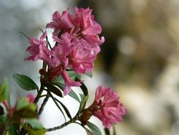 pink rhododendron flower bloom close