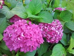 spherical purple flowers on a bush close-up
