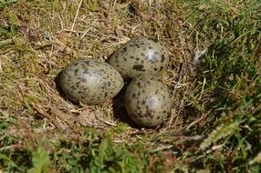 closeup photo of seagull eggs in nest