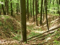 deciduous forest in spring