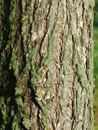 lichen on tree bark