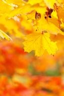 autumn bright foliage close up