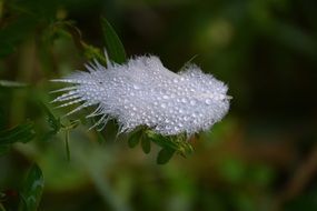 spring wet nature