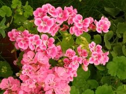 Pink geranium flowers blossom