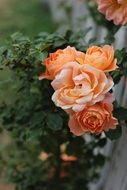 tea rose flower orange garden