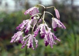 macro photo of white purple schomburgkia exaltata orchid plants