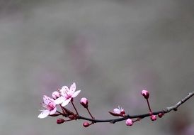 red blossom of the cherry tree