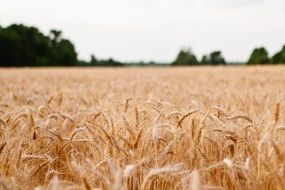 golden ears of wheat on a farm in summer