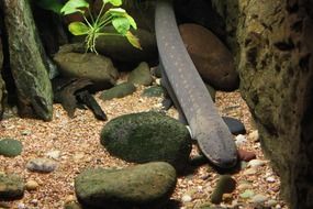 Fish at the bottom of the underwater world
