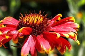 bright pink yellow flower