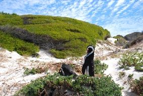 penguin on a green hill