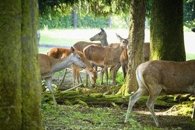 Lots of deers in a park