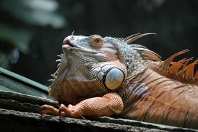 astounding lizard reptile