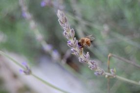 macro photo of insect on a lavender branch