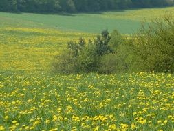 green spring meadow with yellow dandelion flowers