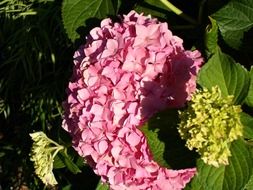 pink hydrangea flower in a bouquet