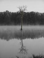 tree in the middle of a swamp lake