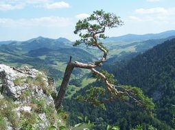 forest mountains panorama view