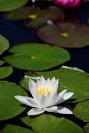 white lily grows in the pond