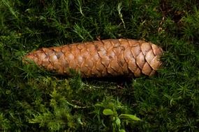 brown pine cone on moss close-up