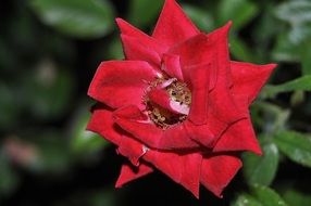 closeup of a red garden rose