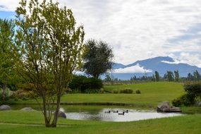 Landscape of the beautiful pond with ducks among the field in Chile