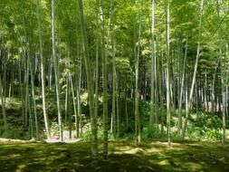 Bamboo in Kyoto, Japan