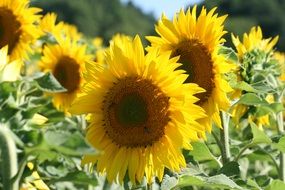 sunflowers in summertime