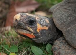 Turtle in Venezuela