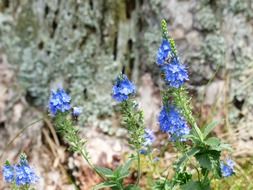 large speedwell flowers