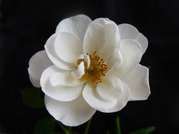 white flower on black background
