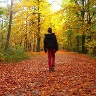 boy in a beautiful autumn forest