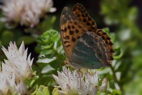 butterfly tiger color