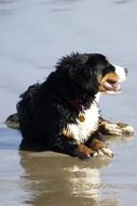 bernese mountain dog rests on wet sand